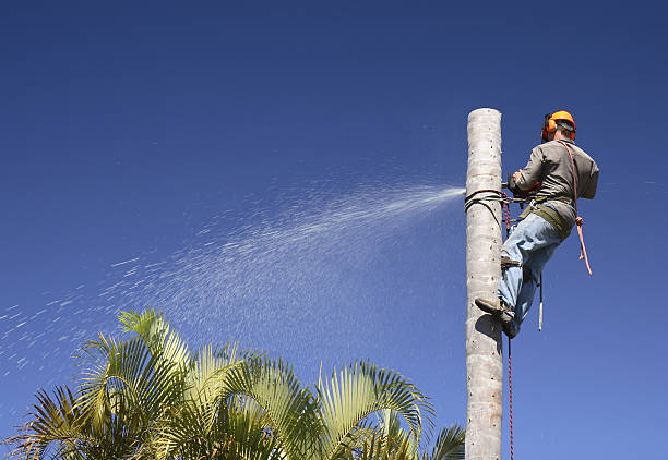 Best Tree Maintenance Programs  in Cape Carteret, NC