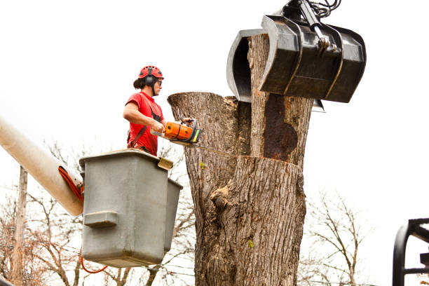 Best Tree Risk Assessment  in Cape Carteret, NC